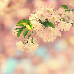 散景开花美丽的鲜树大自然的景象阳光在中闪耀春花月时背景模糊绽放图片