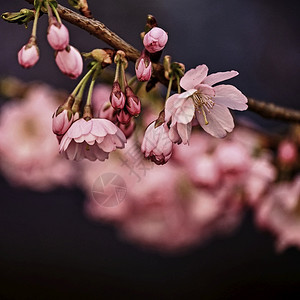 樱桃花园美丽的鲜树大自然的景象阳光在中闪耀春花月时背景模糊天图片