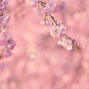 芽太阳美丽的鲜花树大自然的景象阳光在中闪耀春花月时背景模糊开花图片