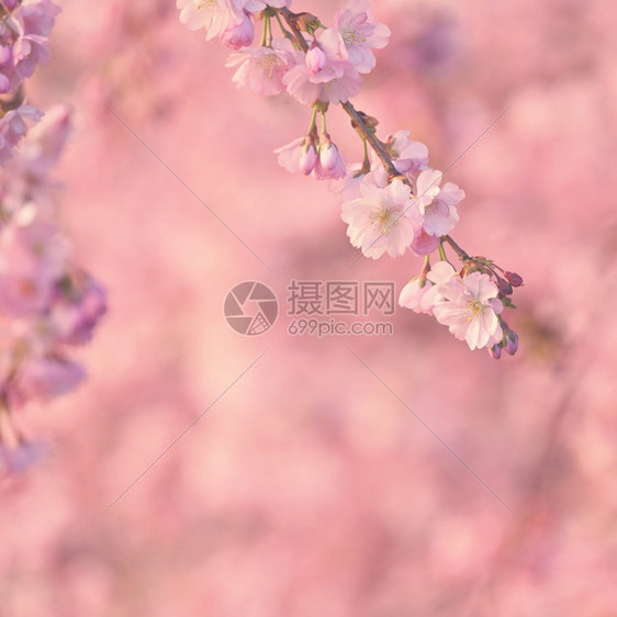 芽太阳美丽的鲜花树大自然的景象阳光在中闪耀春花月时背景模糊开花图片