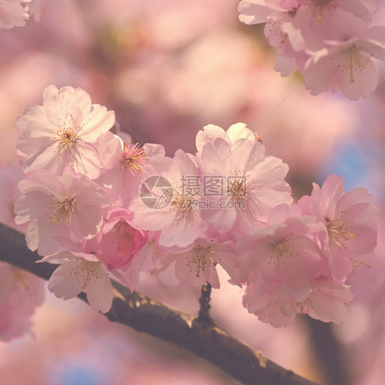 美丽的鲜花树大自然的景象阳光在中闪耀春花月时背景模糊假期散复活节图片