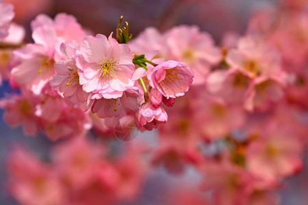 樱花美丽的鲜树大自然的景象阳光在中闪耀春花月时背景模糊日本春天图片