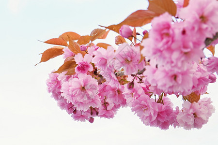 果园绽放樱桃美丽的鲜花树大自然的景象阳光在中闪耀春花月时背景模糊图片