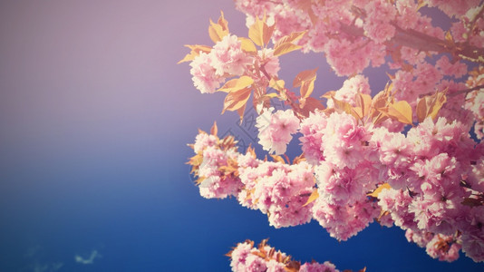 生长日本粉色的美丽鲜花树大自然的景象阳光在中闪耀春花月时背景模糊图片