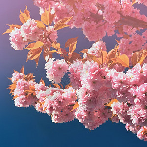 抽象的健康盛开美丽鲜花树大自然的景象阳光在中闪耀春花月时背景模糊图片