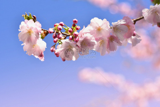 复活节芽天美丽的鲜花树大自然的景象阳光在中闪耀春花月时背景模糊图片