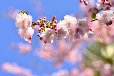 天绽放美丽的鲜花树大自然的景象阳光在中闪耀春花月时背景模糊重点图片
