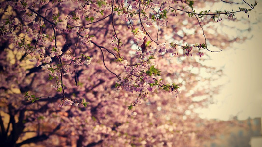 复活节太阳花园美丽的鲜树大自然的景象阳光在中闪耀春花月时背景模糊图片