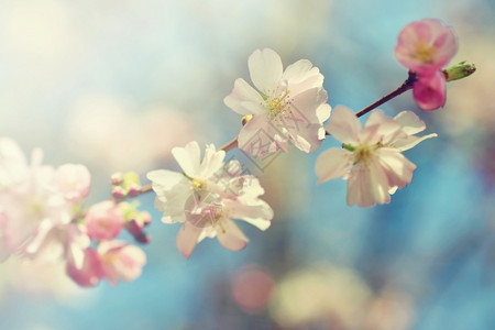 重点背光白色的美丽鲜花树大自然的景象阳光在中闪耀春花月时背景模糊图片
