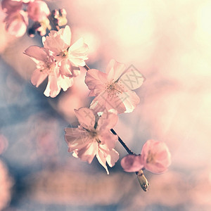 散景美丽的鲜花树大自然的景象阳光在中闪耀春花月时背景模糊樱花粉色的图片