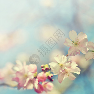 粉色的美丽鲜花树大自然的景象阳光在中闪耀春花月时背景模糊天散图片
