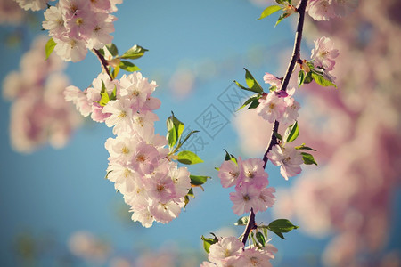 健康天行进美丽的鲜花树大自然的景象阳光在中闪耀春花月时背景模糊图片
