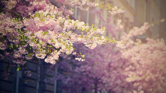 花园春天美丽的鲜花树大自然的景象阳光在中闪耀春花月时背景模糊天气图片