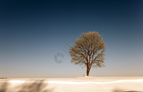 冬季积雪期间拍摄的枯树冬季树木中地面和冬季郁葱天寒冷的图片