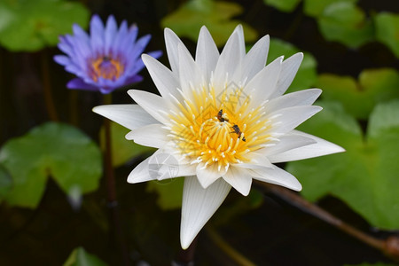 池塘中优雅的莲花图片