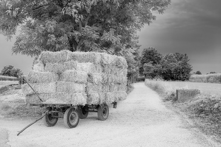 粮食堆叠的肥料在黑色和白的公路上左侧堆积着干草包的农车图片