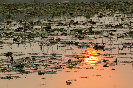 明亮的橙夕阳在水面上的剪影沙姆图片