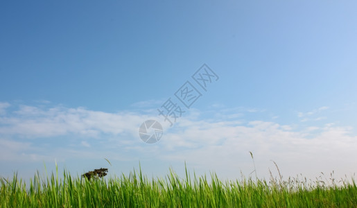 稻草质地蓝天空的字段景观图片