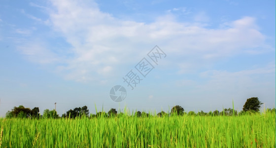 草农业植物蓝天空的字段图片