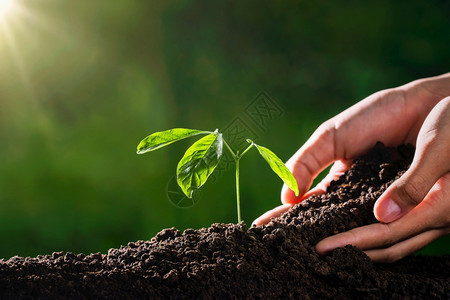 在园艺生态环境中种植有手和阳光的物生态环境概念可持续发芽土壤图片