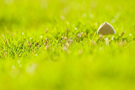生活质地雨天过后草原上小蘑菇生长公园图片