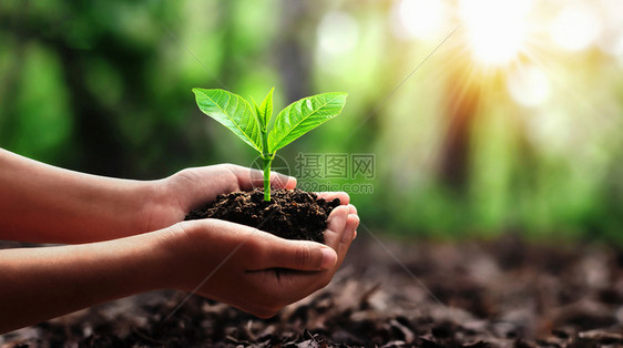 持有手小树的在森林绿色概念世界中植树生态幼苗帮助图片