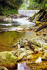 溪风景优美树小型河流通过森林有瀑布和岩石图片