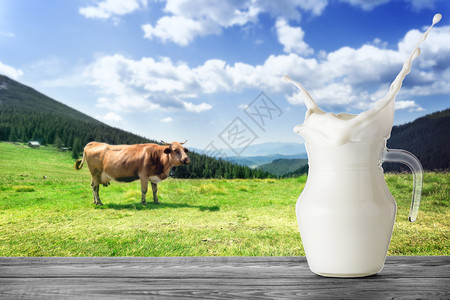 门户14浇注一壶牛奶在山上一头棕色奶牛的背景上溅起水花一壶牛奶站在张木桌上背景是一头棕色奶牛在一片绿草丛生的高山牧场上奶瓶在棕色图片