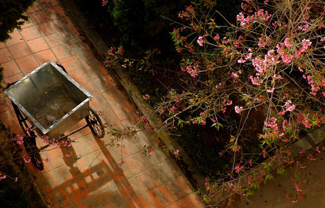 早晨最佳春天从越南大拉特的顶端景色看来令人惊异的风景清晨在樱花下马车地上蒙着阴影在春月中花朵盛满粉红色美丽的风景观图片