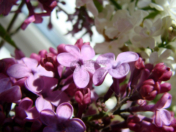 蓝色的花朵紫丁香分枝西林加粗俗的百合花本底蓝色天空的紫丁香花宏观分枝西林加粗俗的夏天图片
