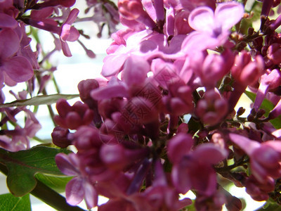紫丁香花的分枝西林加粗俗的百合花本底蓝色天空的紫丁香花宏观分枝西林加粗俗的花朵衬套植物学图片
