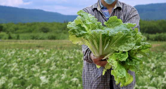 男聚焦于亚洲园艺人手上的新鲜绿色生菜团在农村背景中有机场模糊不清环境莴苣图片