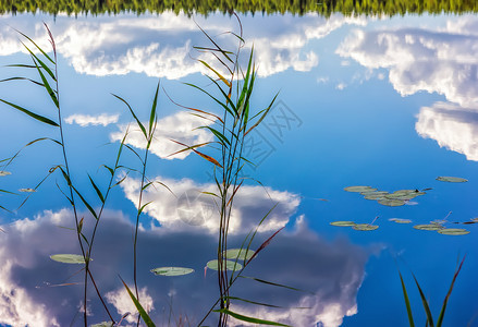 自然绿色芦苇在湖中云和里德的魔力反射湖水中的镜像遥远森林和蓝云天空的魔力反射图片