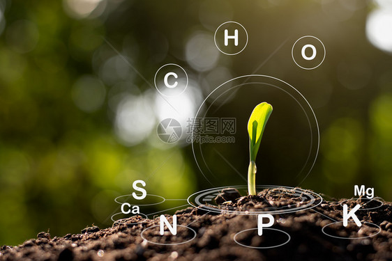 花园玉米苗从土壤中生长并具有关其周围土壤元素的标志技术a种植保护污垢图片