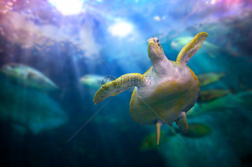 屏障潜水海龟在下珊瑚中游泳反射图片