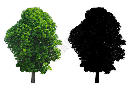 落叶白色背景隔离的一棵高绿色树叶带有黑色阿尔法面罩郁葱植物学图片