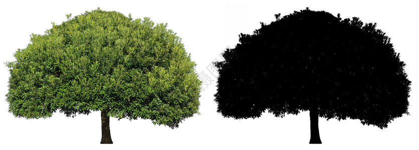 一棵花园绿叶树上面有白色背景的黑阿尔法面罩常绿白色的轮廓图片