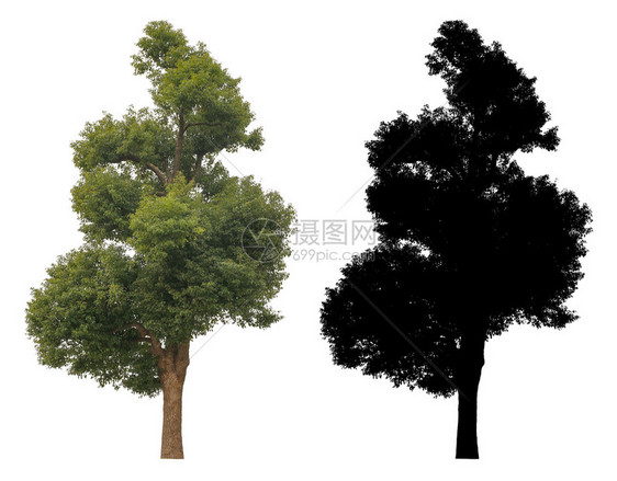 一棵大绿叶树黑色的阿尔法面罩在白背景上被孤立生长乔木态图片