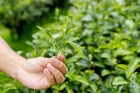 早上绿茶叶的顶部特写农场亚洲芽图片