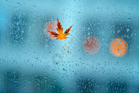 雨天玻璃上的秋叶图片