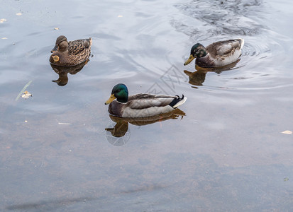 三只鸭子沿着湖野游一群在中漂浮的野鸭森林生动物图片