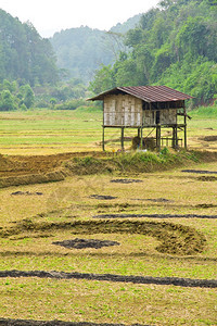 农村的稻田文化地平线景观图片