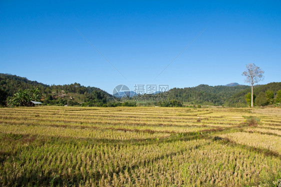 农村的稻田景观手指亚洲人图片