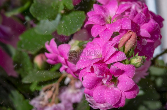 治疗植物群礼花朵上的水滴背景湿花粉红色的朵背景紫色的花朵上水滴背景湿花朵图片