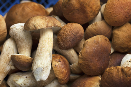 生的吃甜食白蘑菇丰收在市场上出售销的是编织成篮子尼龙白食用蘑菇在柳条篮子上出售桩图片
