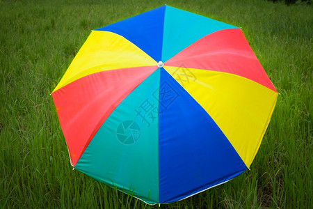 植物风丰富多彩的在播种稻田里贴上色彩多的雨伞图片