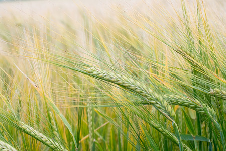 田野上绿小麦耳朵草原田成熟耳朵的背景丰收概念果实获小穗素食主义者景观图片