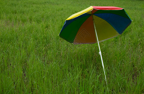 场地保护在播种稻田放置的多彩雨伞环境图片