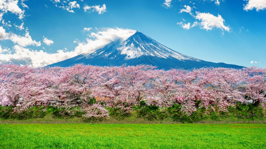 户外日本春藤山和樱花开春日本粉色的顶峰图片