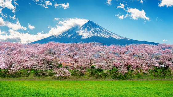 户外日本春藤山和樱花开春日本粉色的顶峰图片